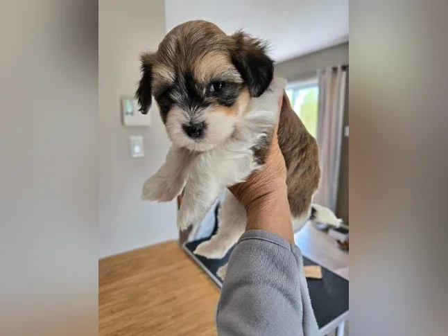 Magnifiques chiots Bichons Havanais