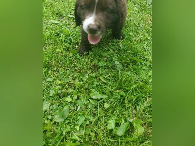 Chiot Labernois thumbnail 4