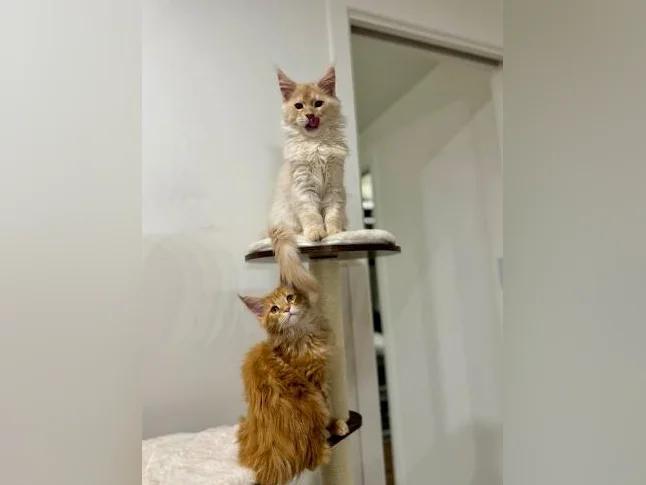 Maine Coon thumbnail 3