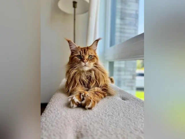 Maine Coon thumbnail 2
