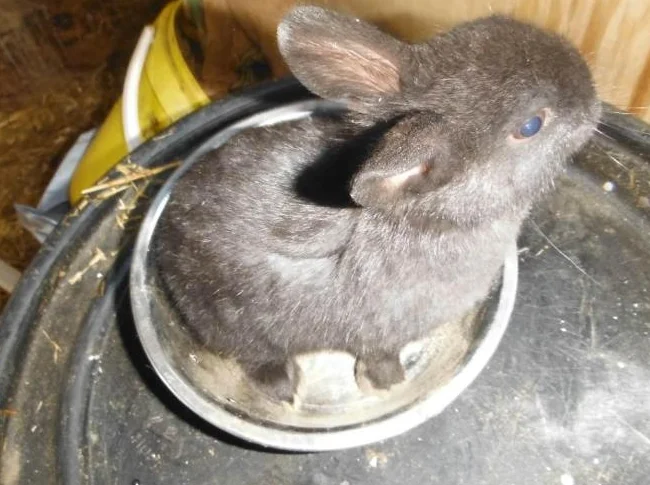 bébé lapin lapin néirlandais A 35