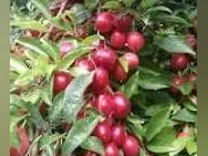 Cerisier-Prune Nouveau Fruitier Pour Petit Espace 25 $CA