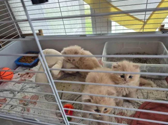 Bébés persans
