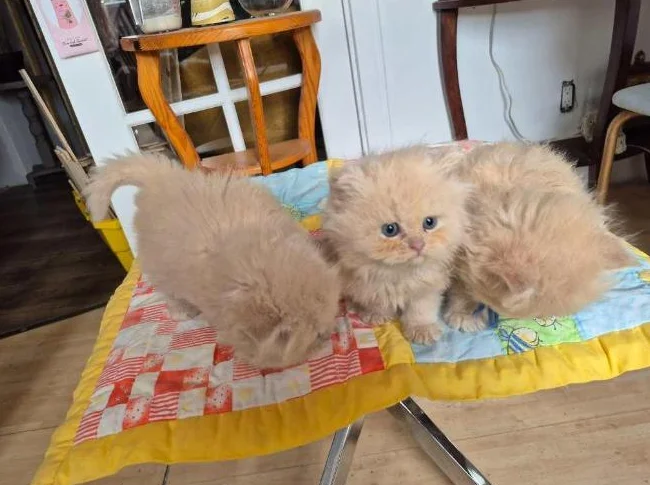Bébés persans thumbnail 2