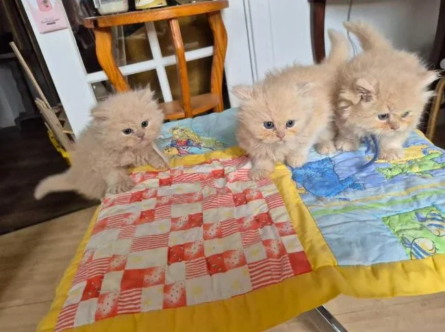 Bébés persans thumbnail 3